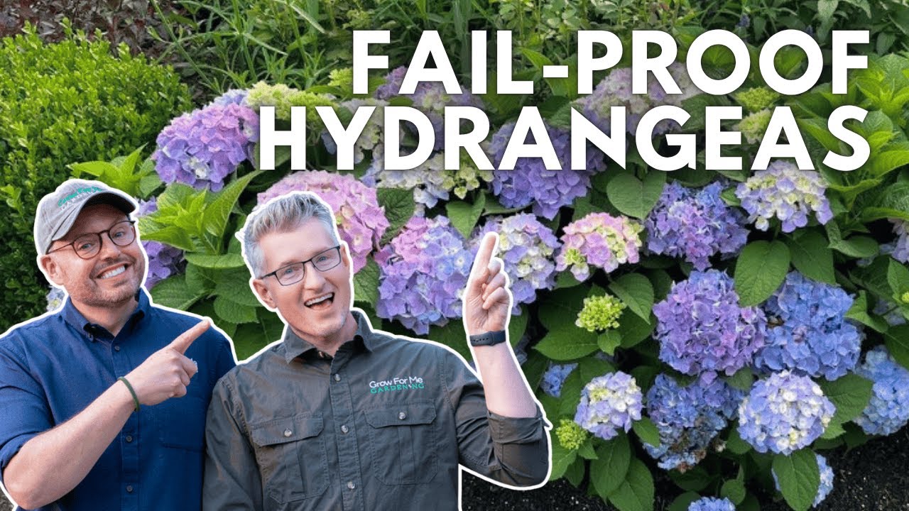 The Best Hydrangeas for Cold Climates - Our Top Picks for Zone 6