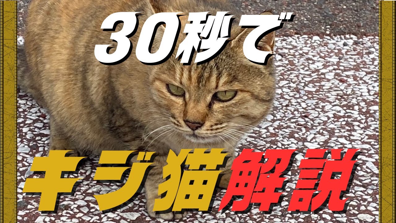【猫】30秒解説！キジ猫ってどんな猫？