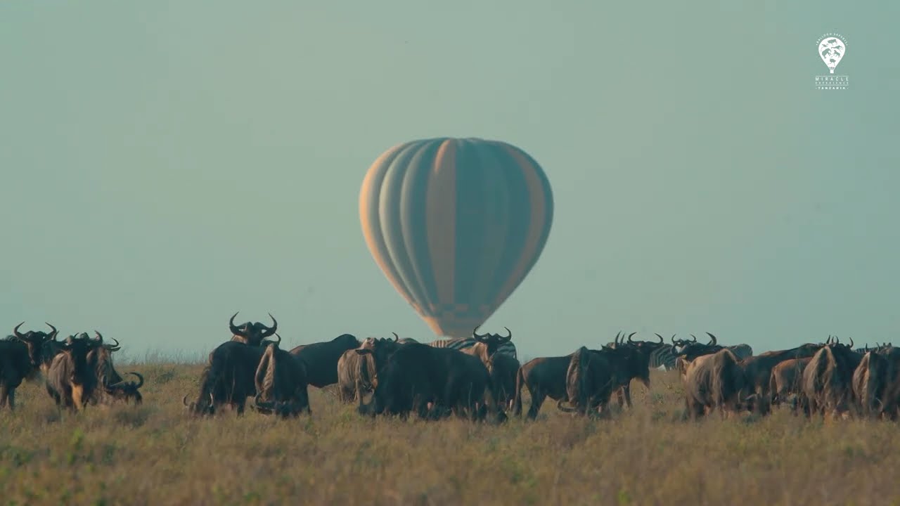 Ndutu Calving Season from Above | Miracle Experience Balloon Safaris
