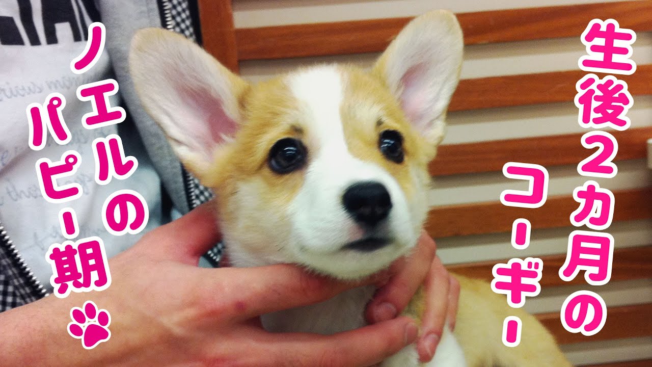 コーギーの子犬が家族になった日！