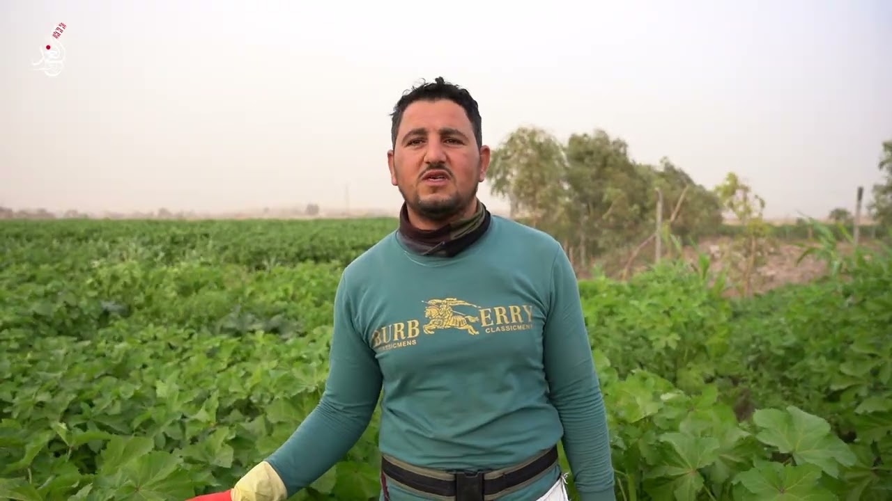 Сезон сбора окры в Эски-Мосуле 😍🙏