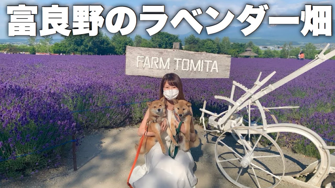 【北海道/富良野】ラベンダー畑が美しすぎた！豆柴姉弟