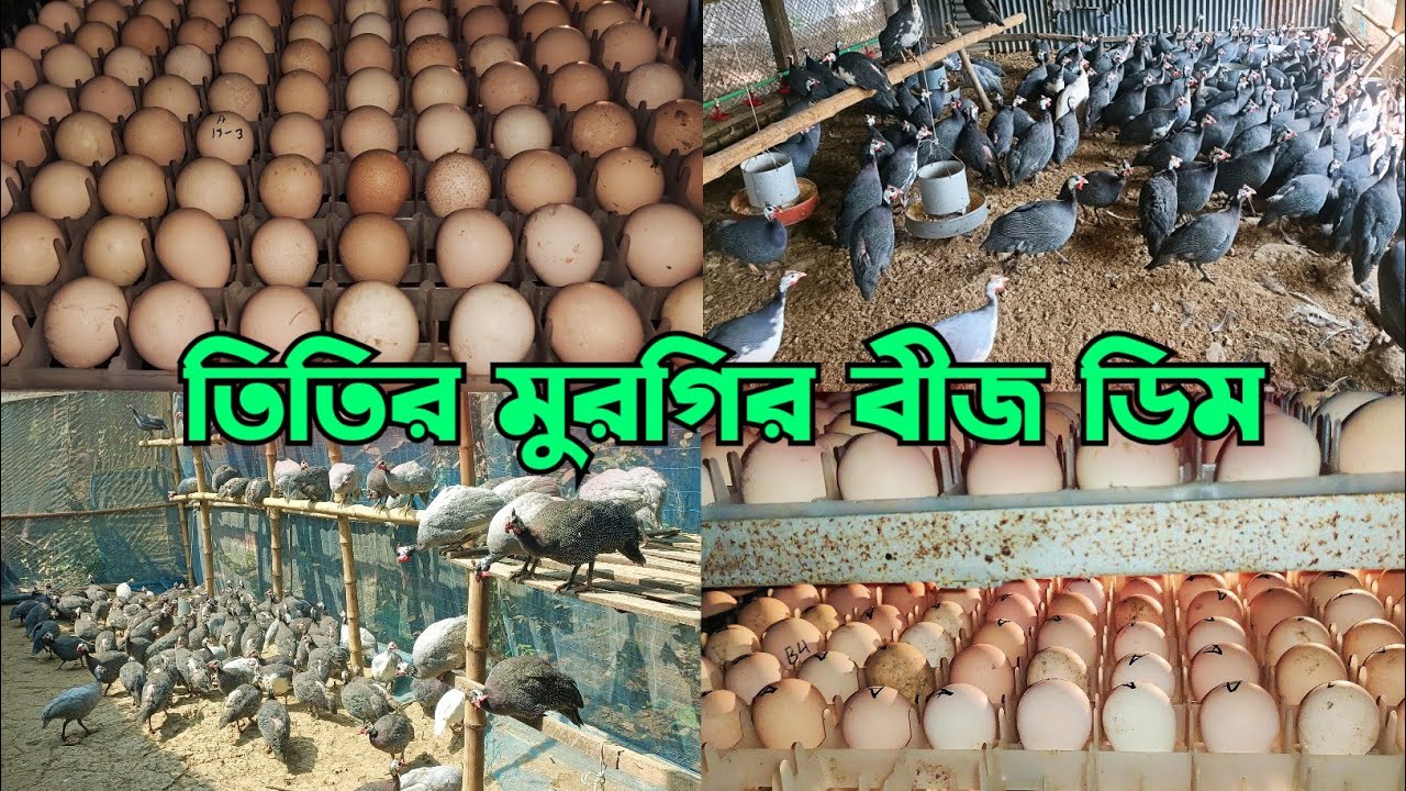 তিতির মুরগি কোথায় পাওয়া যায় | তিতির মুরগির বাচ্চার দাম