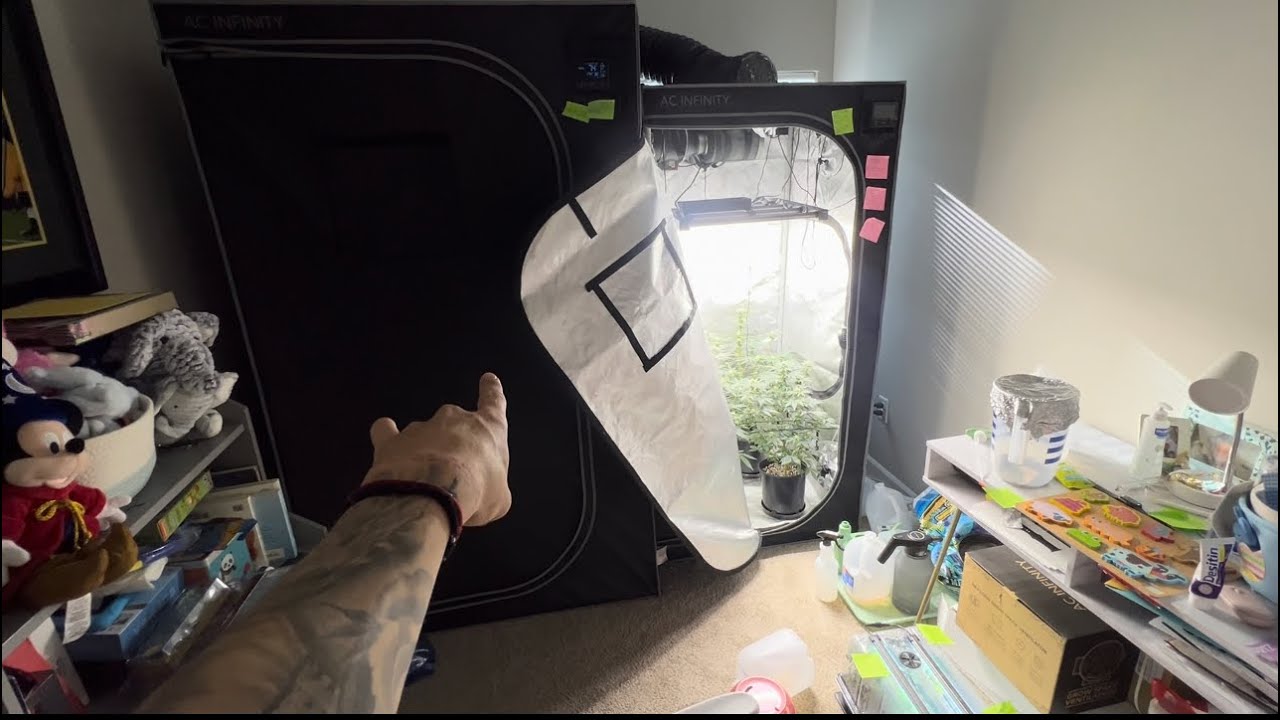 HOW I GROW CANNABIS AT HOME (perpetual tent setup)