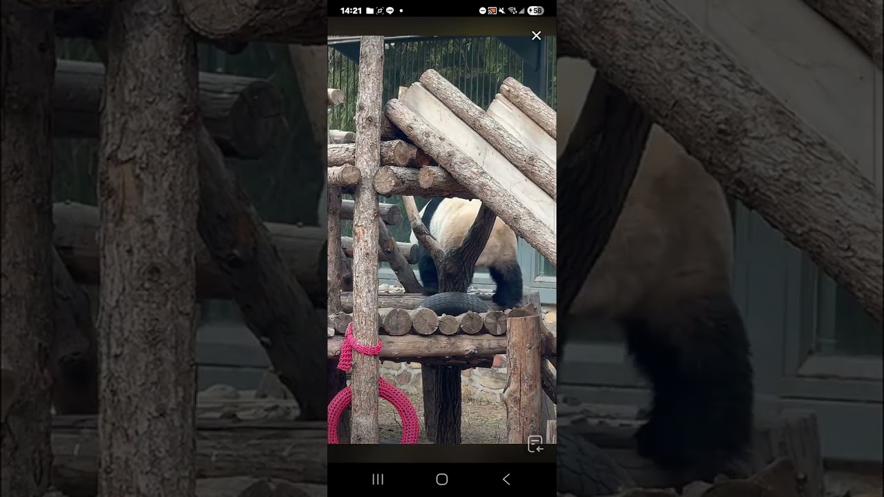 阿三看熊貓錄頻分享🐼 3月17號 小萌蘭日常 9點多活動