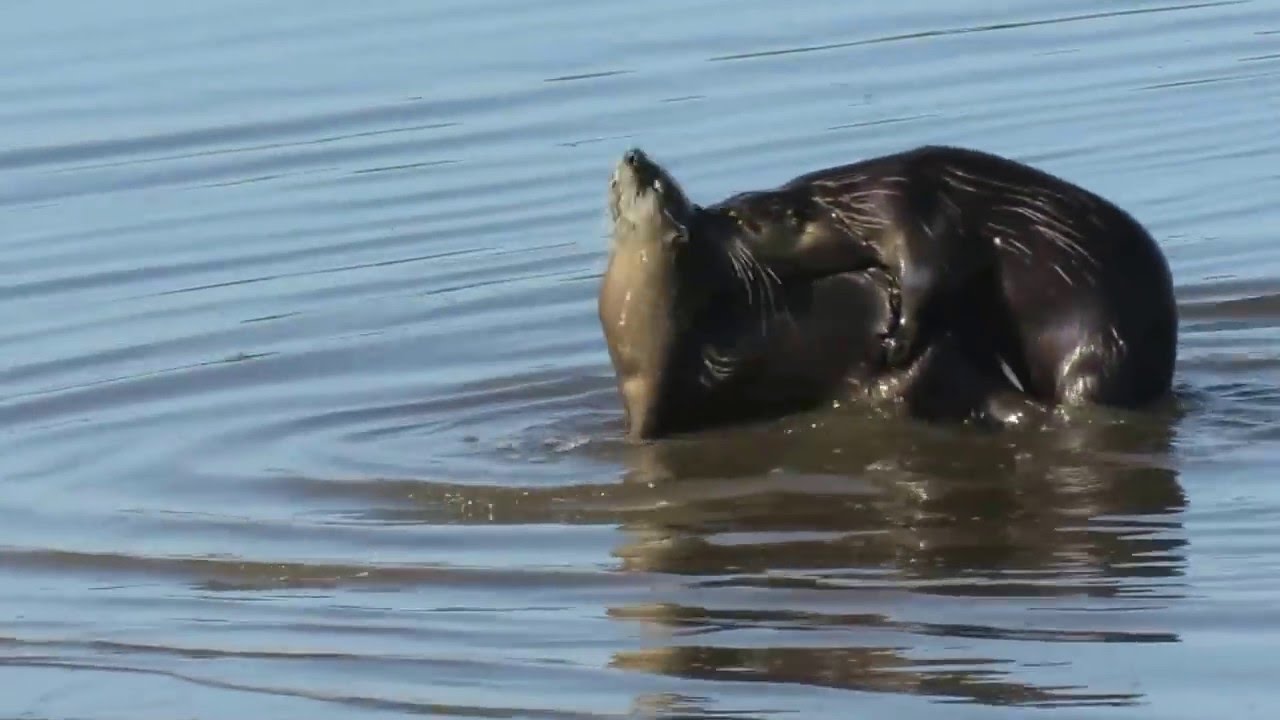 River Otters in Drakes Estero April 5,  2016 HQ