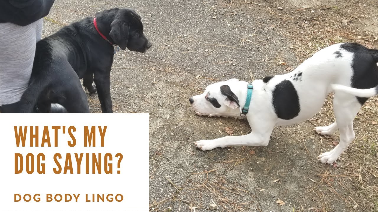 Gain a Better Understanding of Dog Comunication Through Calming Signals