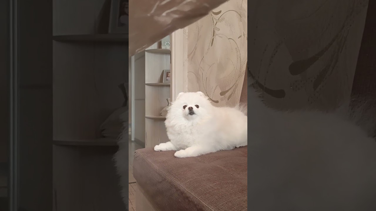 #pomeranian #коткомпот #pets #брошенныекоты #pom #веселыекоты #cute #шпиц #cat #funny