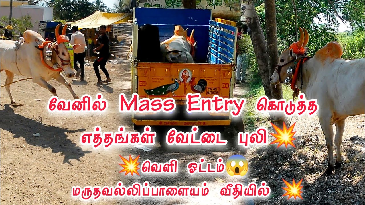 😱வேனில்💥 Mass Entry 💥கொடுத்த😱 எத்தங்கள் வேட்டை புலி💥வெளி ஓட்டம்😱 மருதவல்லிப்பாளையம் வீதியில் 💥