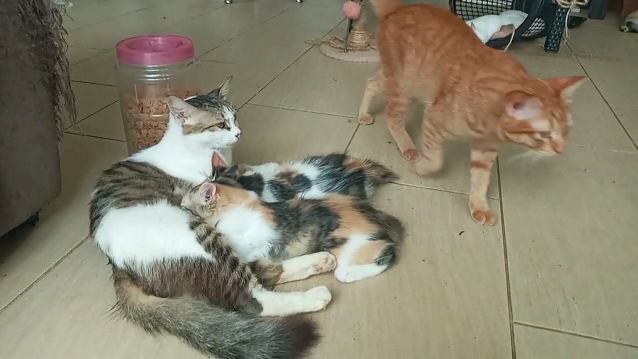 Cats & kittens are 866 & 775 & 701 & 618 & 517 & 500 & 452 & 376 & 261 & 223 & 123 &283 &217 &115&81