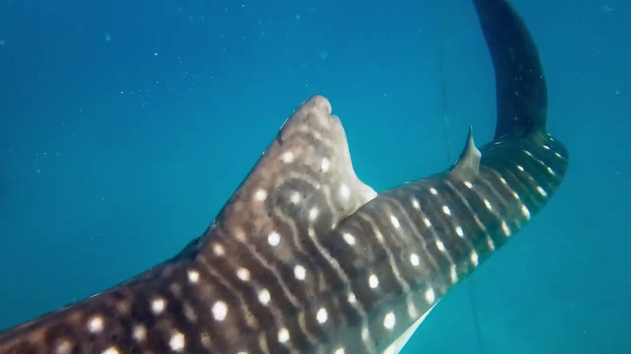 Whale shark encounter - video by Darrell Seale 