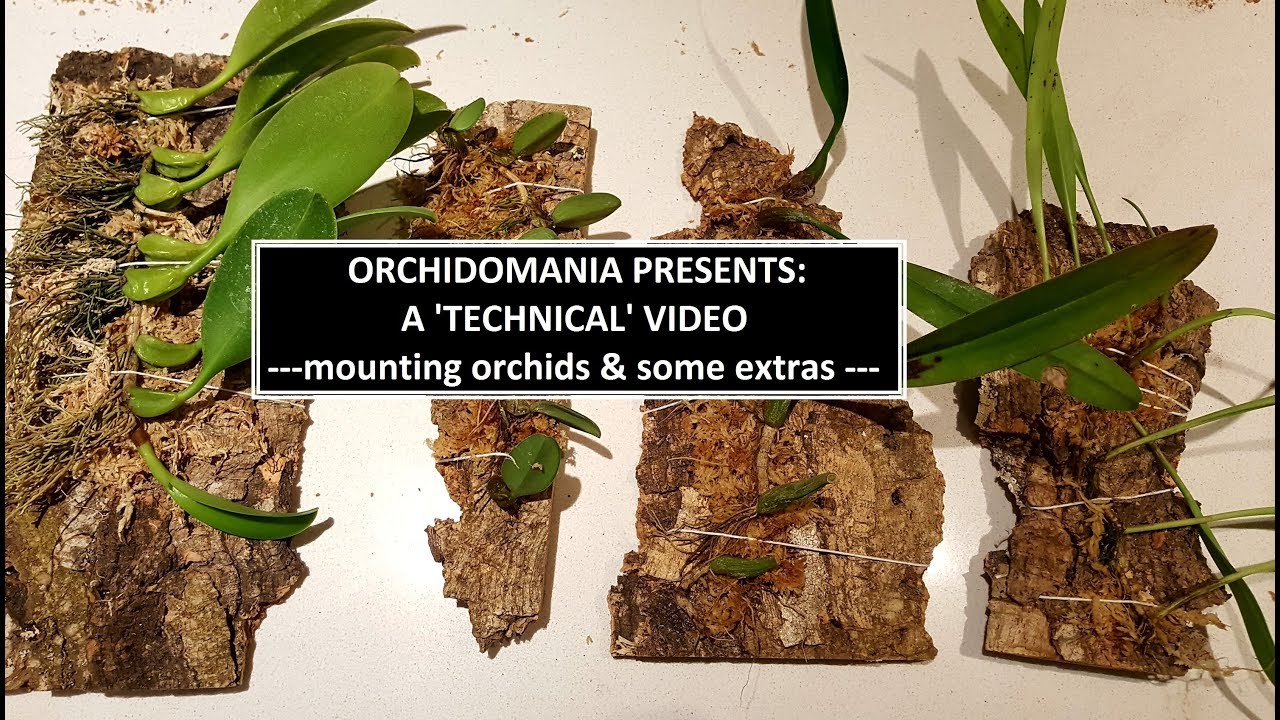 Orchidomania Presents: A Technical Orchid Video -mounting orchids & some extras-