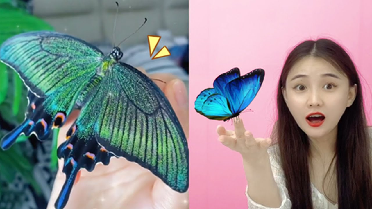 Домашние бабочки! Бабочки, поднятые с детства, очень послушны, такие удивительные!