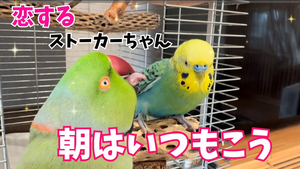 愛がこじれたストーカーインコのモーニングルーティン【ワカケホンセイインコ・セキセイインコ】