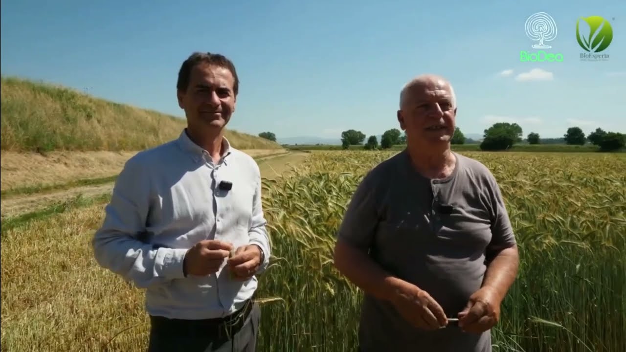 Coltivare triticale e pomodoro da industria BIO con BioDea: testimonianza di Pietro Rampi