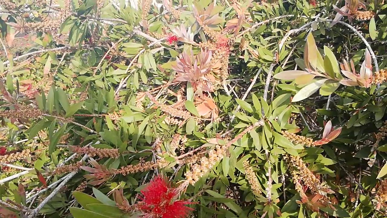 Mr Green presenta la pianta di Calistemon