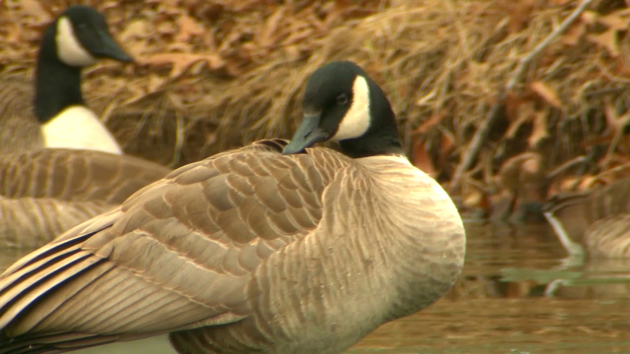 How Birds Stay Warm - AskMDC