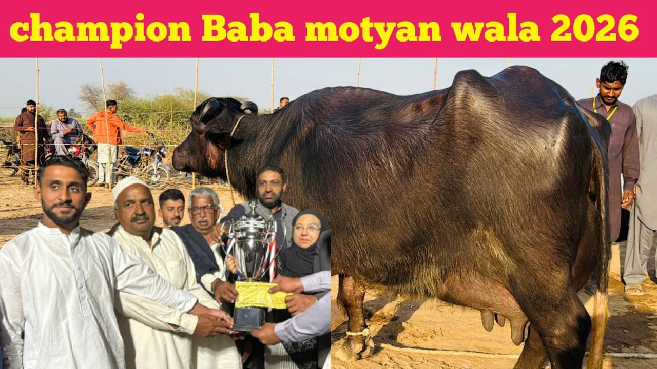Champion 🏆 Milk Competition Baba Motia Wala ||  High Milking Buffaloes In Punjab Faisalabad 2026
