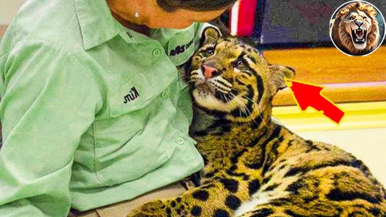 Animals Reunited With Owners After Years!#16| D Animals Grow Up