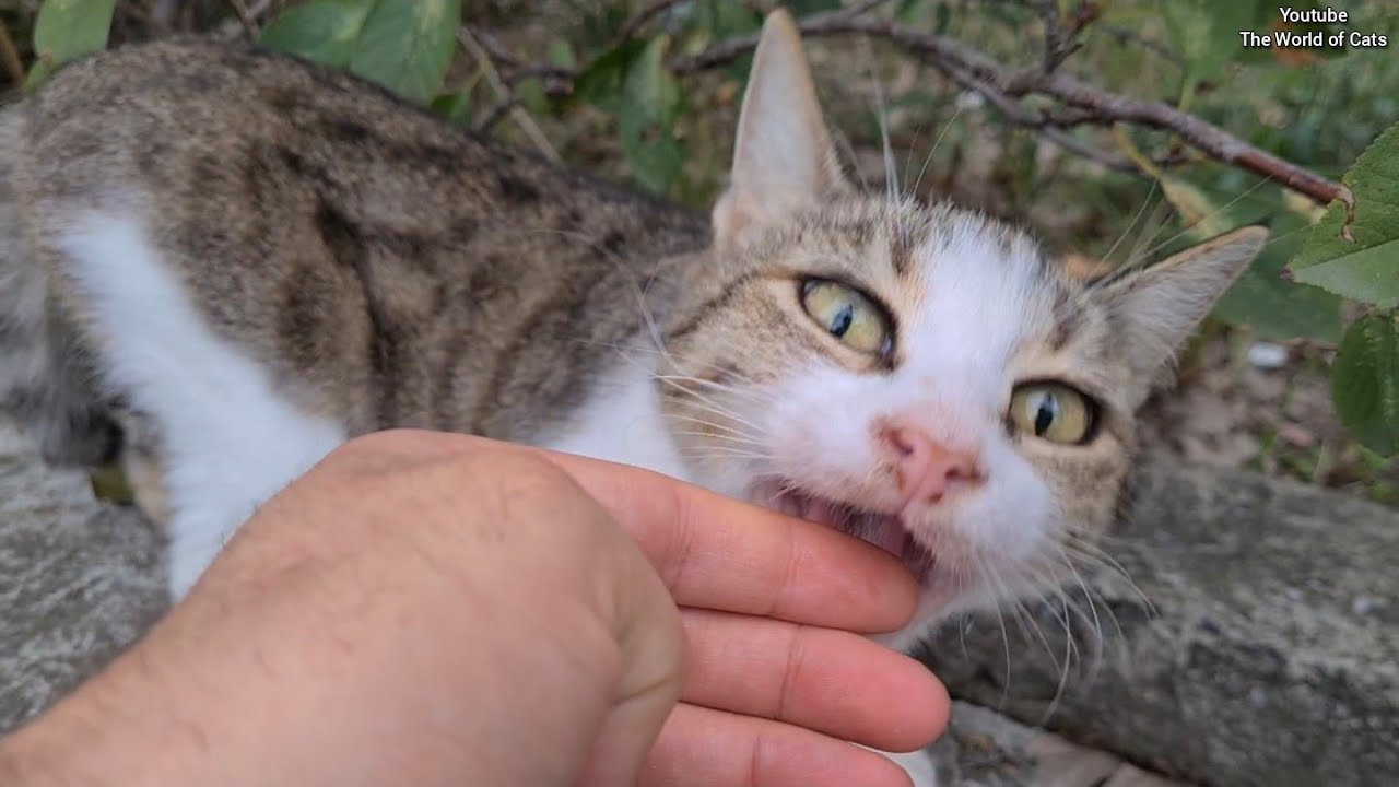 Poor Cat with no teeth in its mouth comes after me and asks me for soft food.