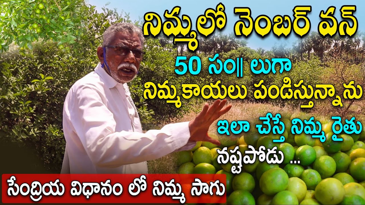 15 Acres Lemon Farming | Organic Lime Fruit Cultivation | N5 Media