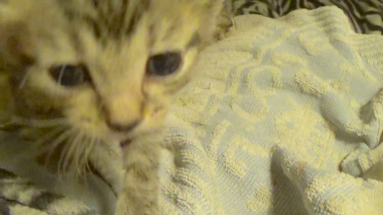 Kittens Update Hand Feeding ~ Weaning ~ ID Collars ~ Foster Litters #8 #10