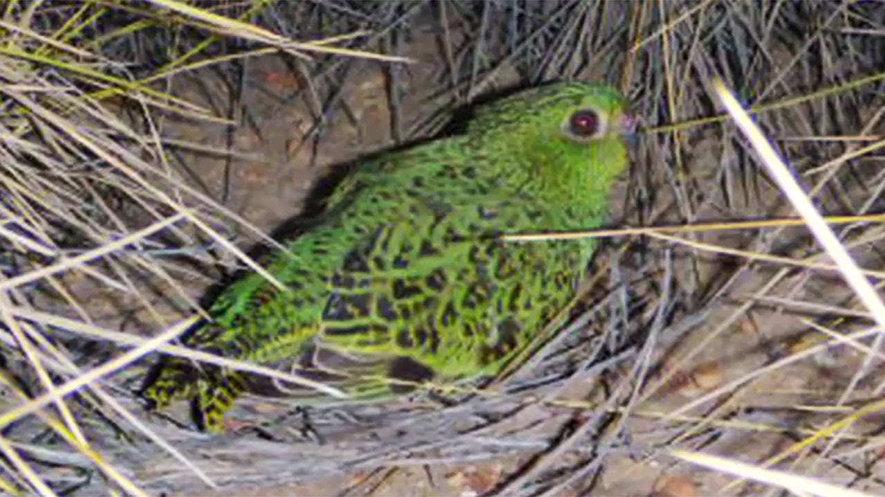 The Night Parrot (Pezoporus occidentalis) rediscovered