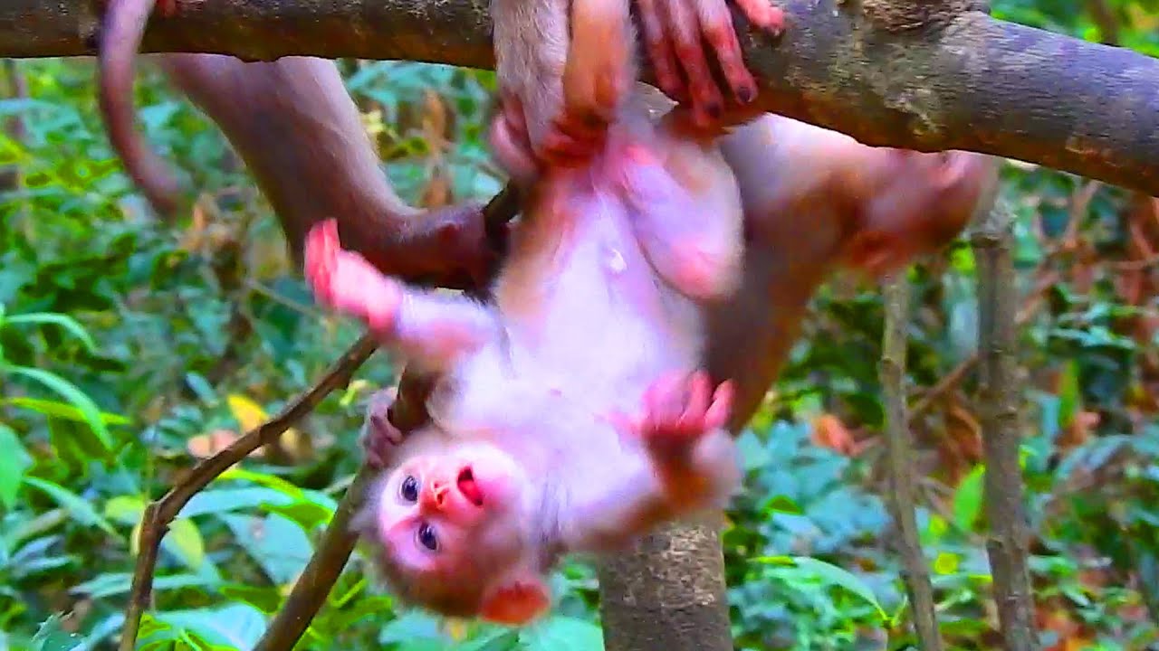 So cutest newborn Lexi insist mom help from falling on the ground, Mom rescued newborn Lexi in time