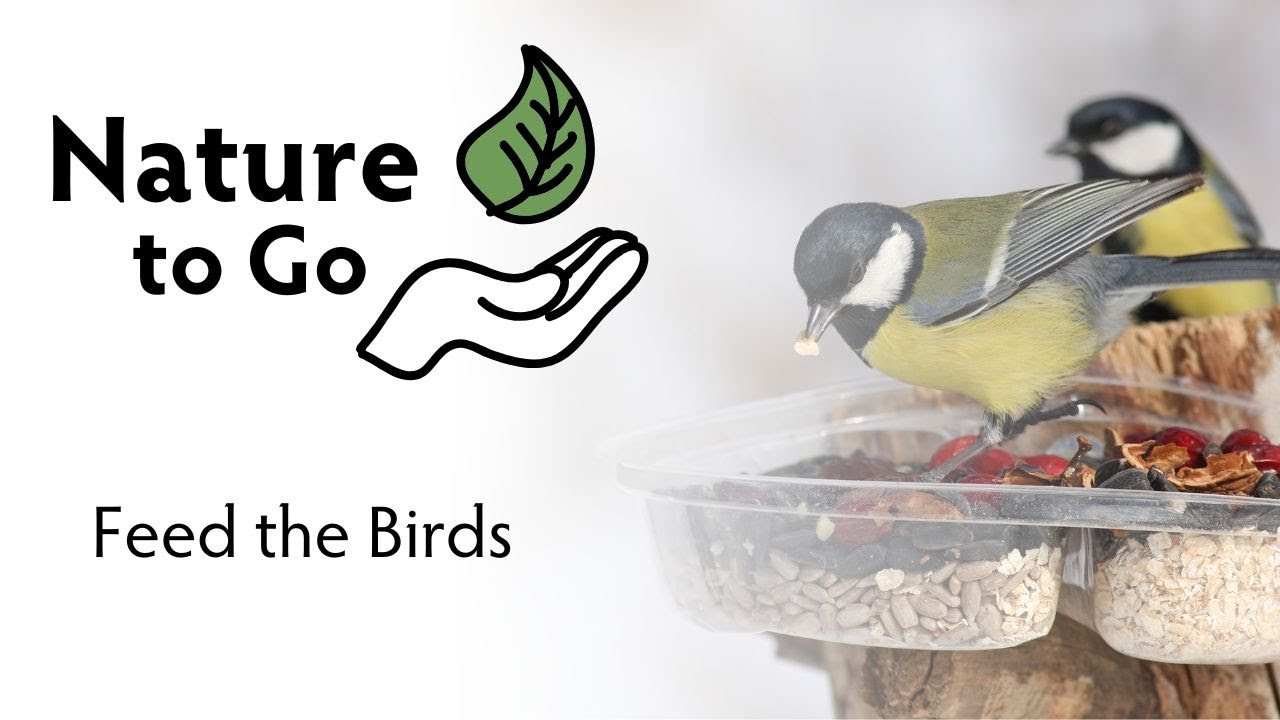 Nature to Go | Feed the Birds – Best Nuts and Seeds for Cardinals, Chickadees, Woodpeckers, and More