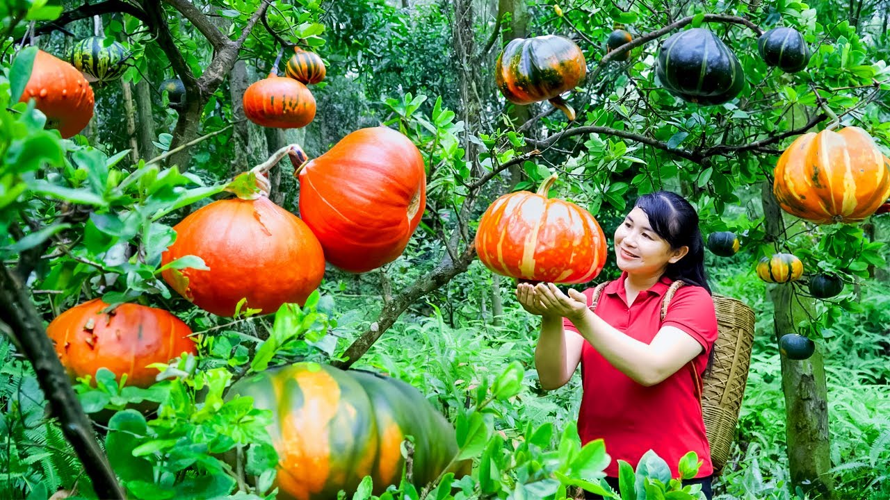 How To Harvest Pumpkin, Sell Them At The Market And Cook Them | Tieu Vy Free Bushcraft