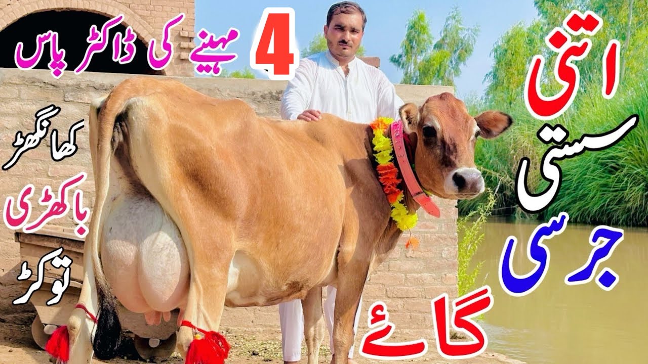 Al Hamd Dairy Farm | Top Class Jersey And Australian Cows | Cholistani Fresian Cows | 2 March 2026