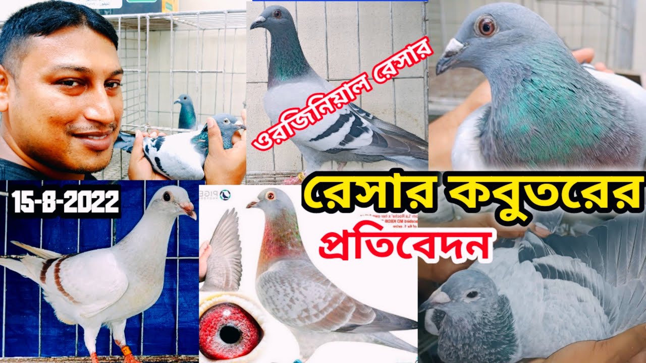 রাসেল ভাইয়ের রেসার কবুতরের খামারের প্রতিবেদন রেসার কবুতর চিনার উপায় বাচ্চা বিক্রি হবে কম দামে
