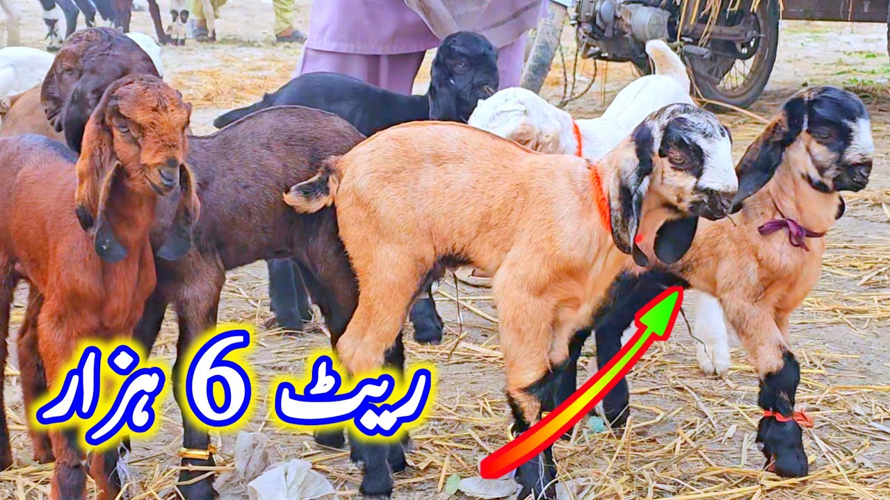 بکرا منڈی چھوٹے بچے اور بچھوں والی بکریاں زبردست ویڈیو ریاض کے ساتھ رہیں 