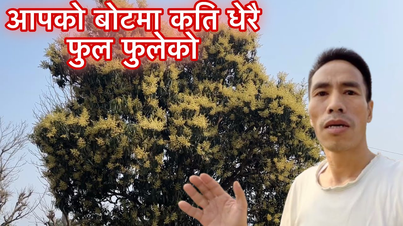 आपको बोटमा पुरै फुल फुलेको 😅😅