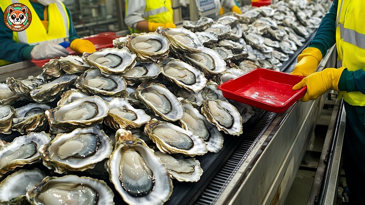 OYSTER FARM - How Farmers Raise and Harvest A Million Oysters   Harvesting & Processing in Factory🦪