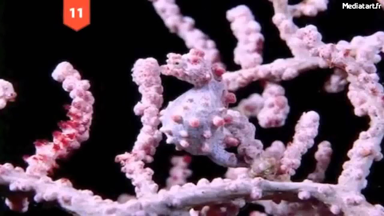 Les 25 animaux les plus doués pour se camoufler dans la nature