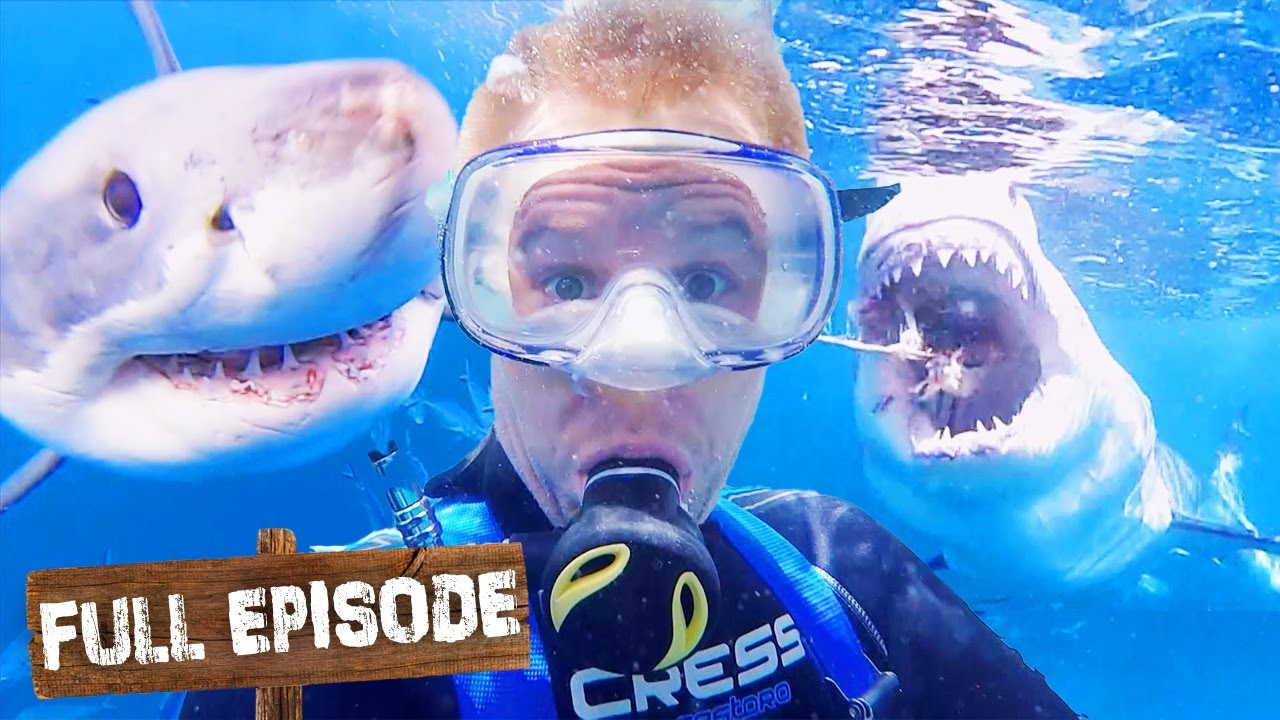 Swimming With Fearsome Predators: Great White Sharks 🦈 Wild Life Of Tim Faulkner S03E16 | Untamed