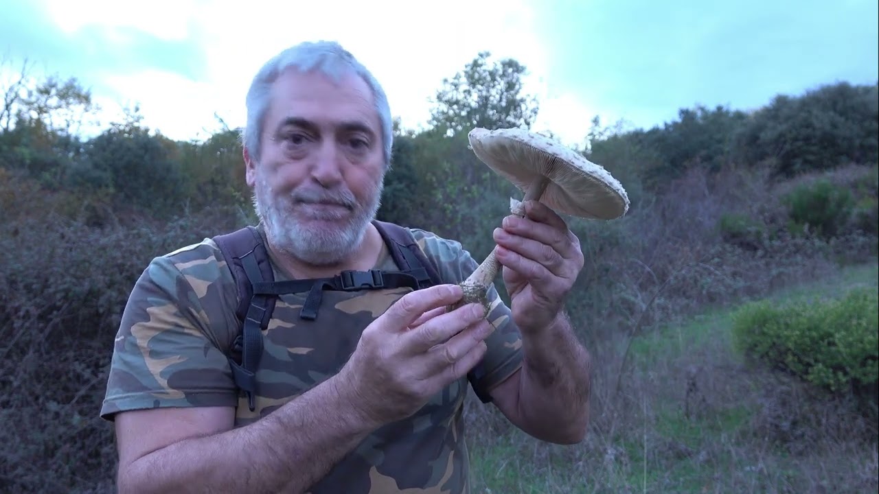 Как отличить Macrolepiota procera | 🍄 Различайте грибы-зонтики 🍄