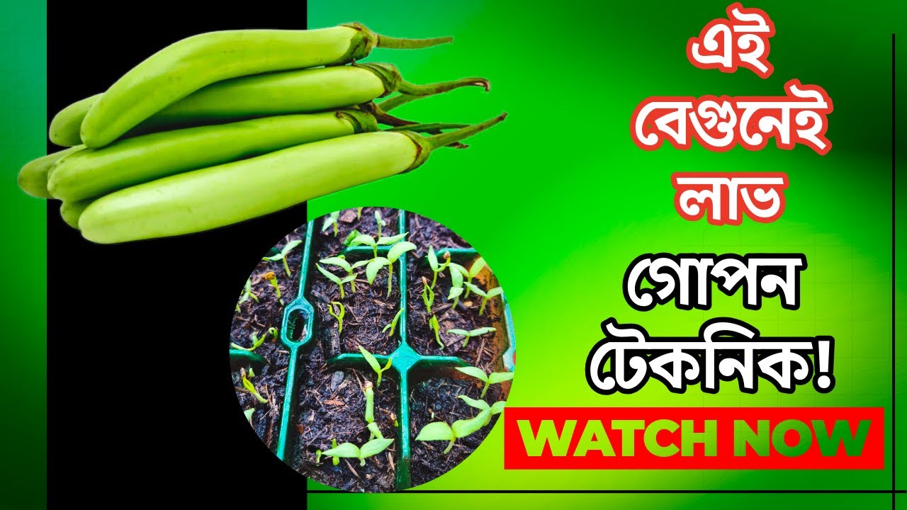 লং গ্রীণ বেগুনের নতুন আপডেট 🔥 লম্বা সবুজ বেগুন চাষের গোপন টেকনিক | High Yield Farming