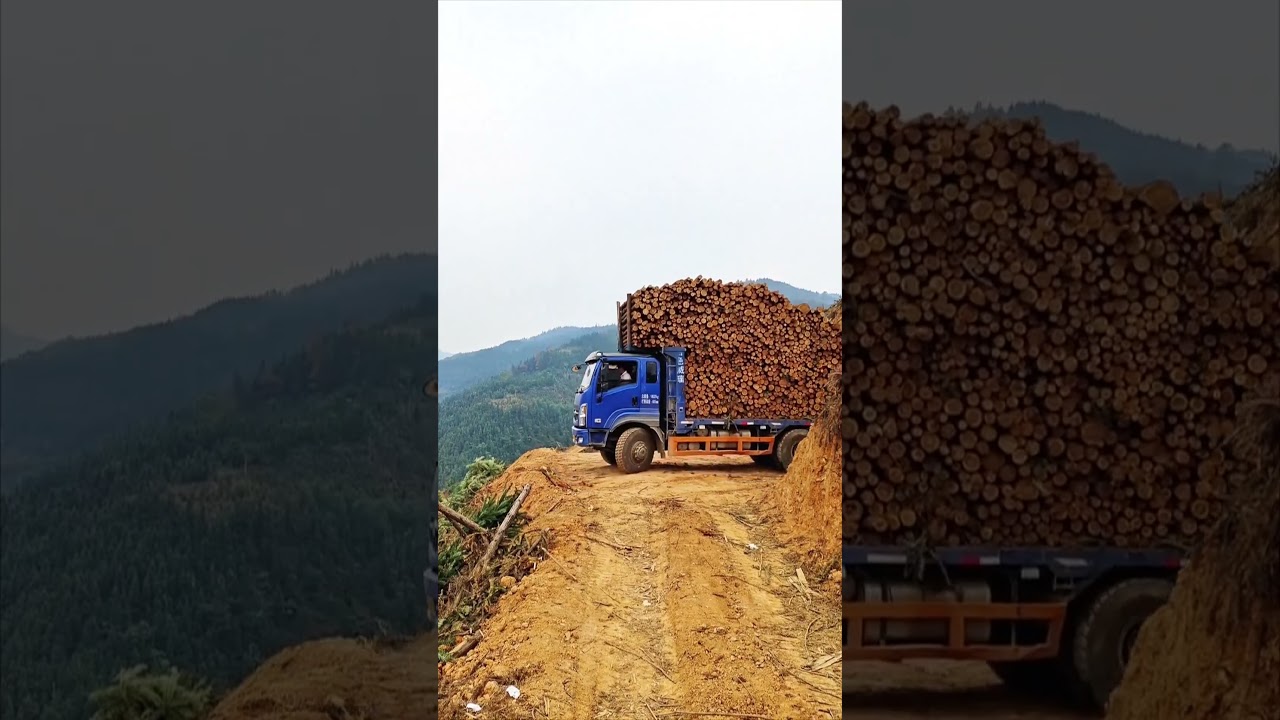 Trucks transport wood on rugged mountain road