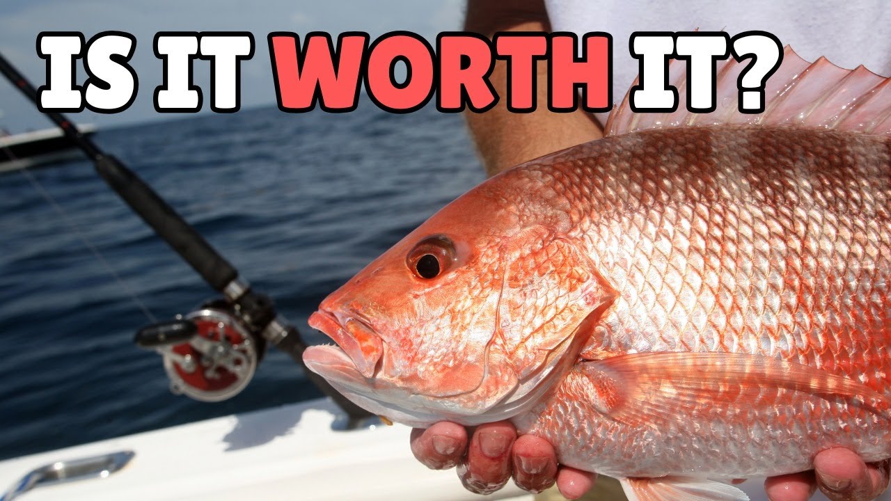Clearwater Deep Sea Fishing: What To Know Before You Go