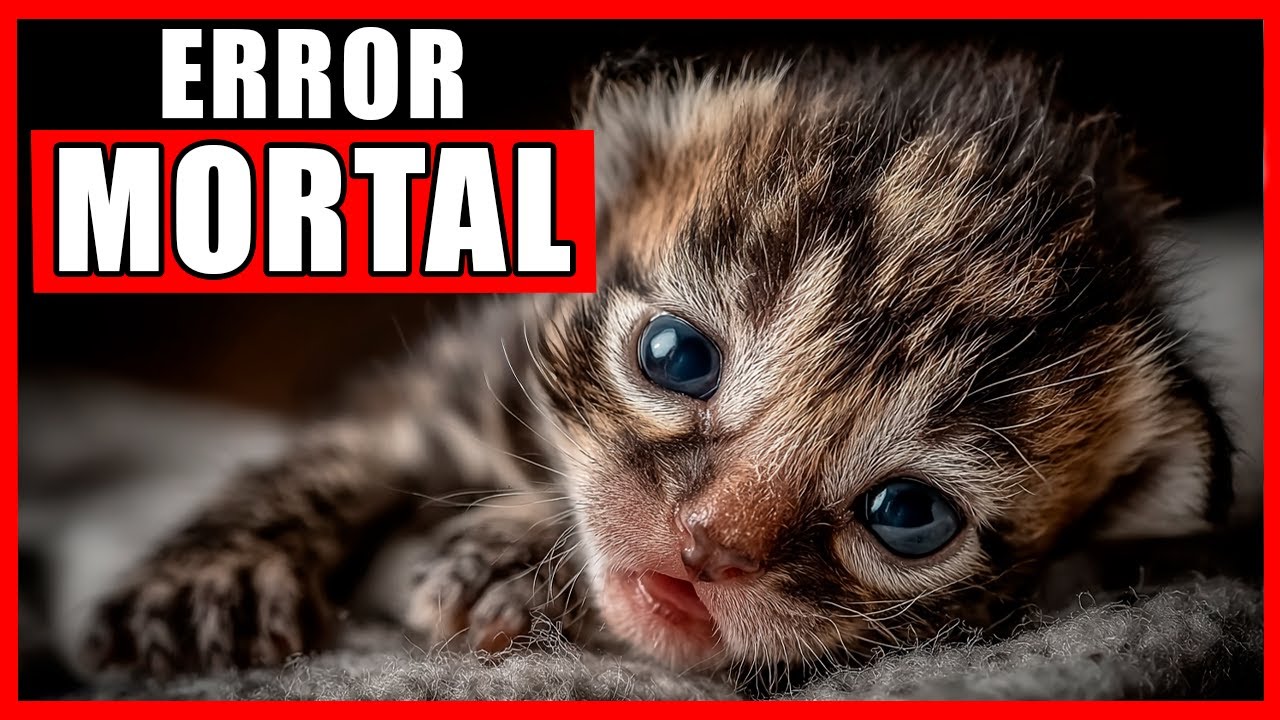 SI TIENES UN GATITO HUERFANO -  NO COMETAS ESTOS 7 ERRORES