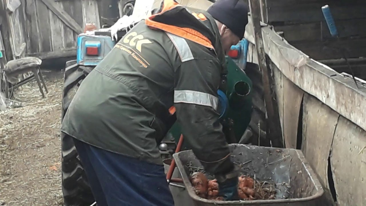Кормление телят. Морковь. Овощерезка.