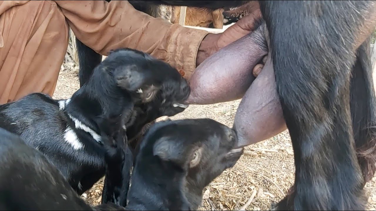 DDP Goat Feeding Baby Goats| Goat Feeding Milk| DDP Breed| Mother Goat Feeding Milk To Kids