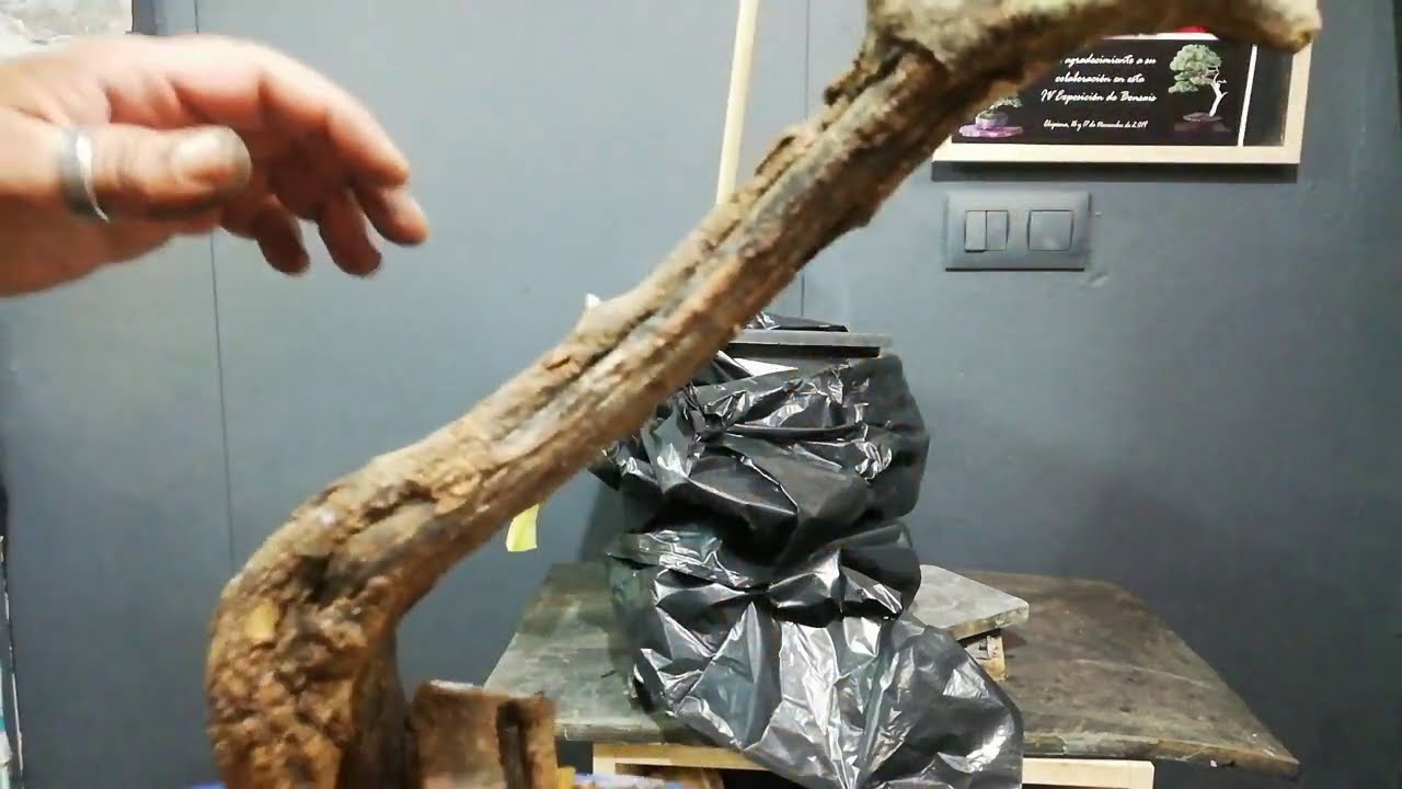 Vemos progresión estaca de acebuche.