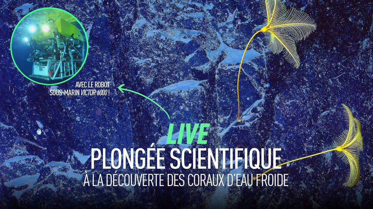 Plong&eacute;e scientifique &agrave; la d&eacute;couverte des coraux d'eau froide 🤩