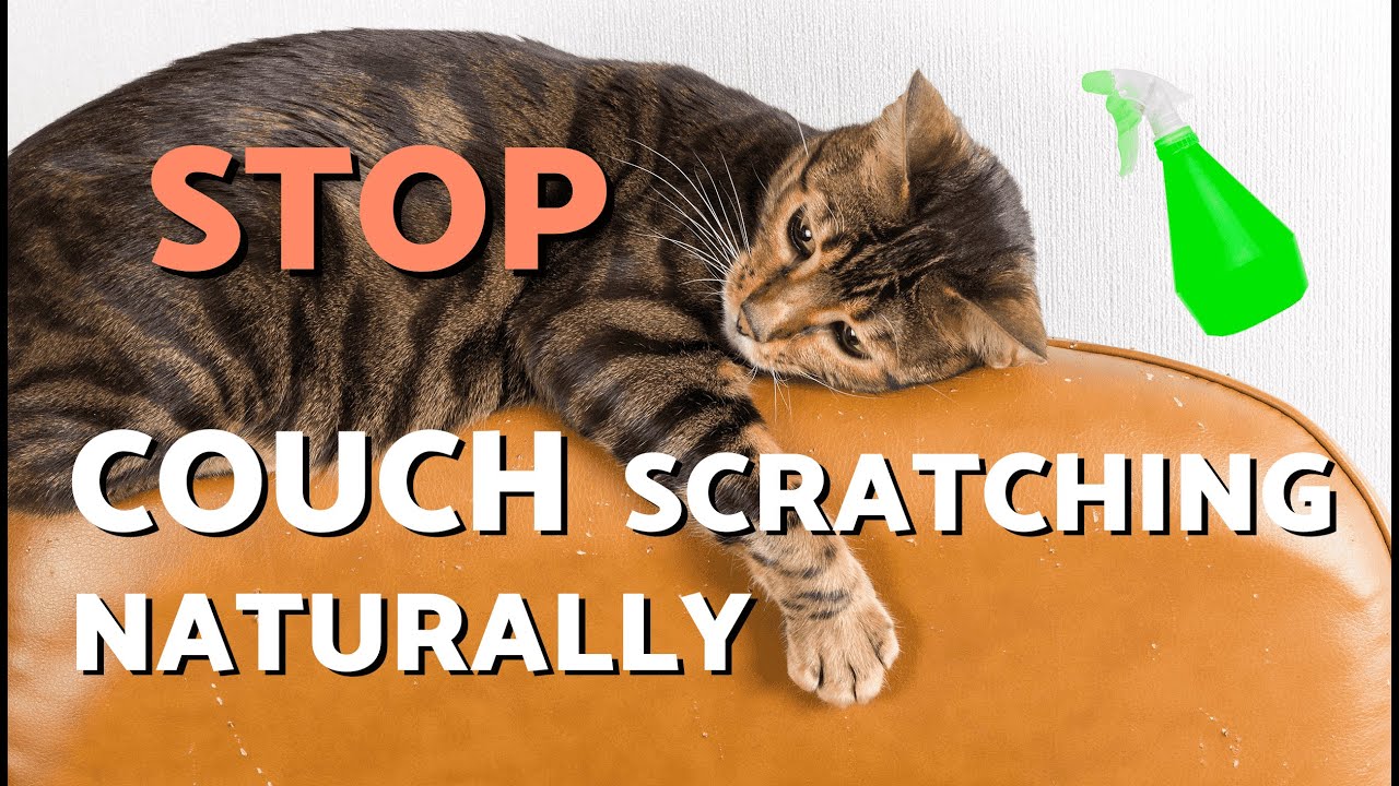 How to Stop Your CAT from SCRATCHING the COUCH 🙀 Foolproof TRICKS