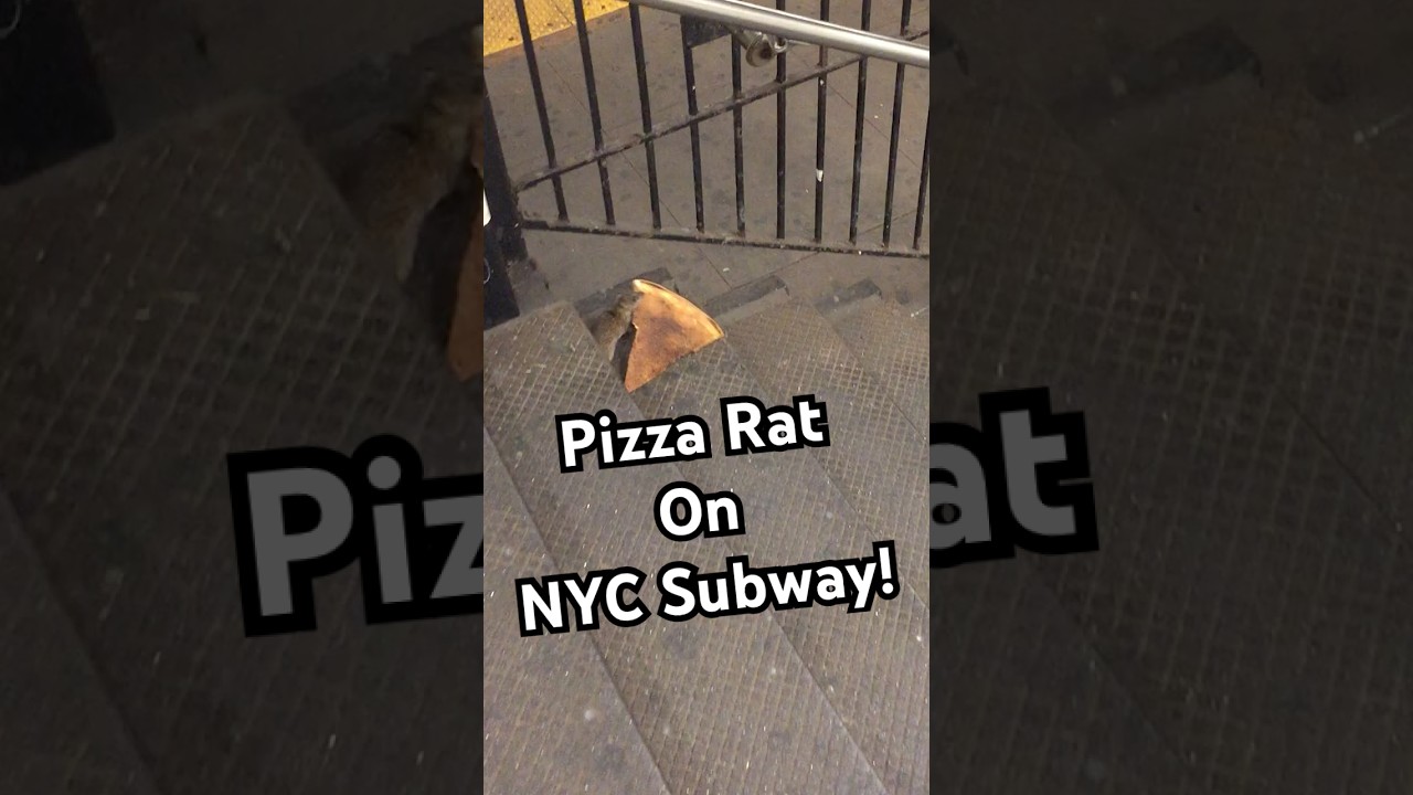 9 years ago today, a legend was born 🍕🐀 Happy Pizza Rat day! #PizzaRat #Rats #NYC #Rats