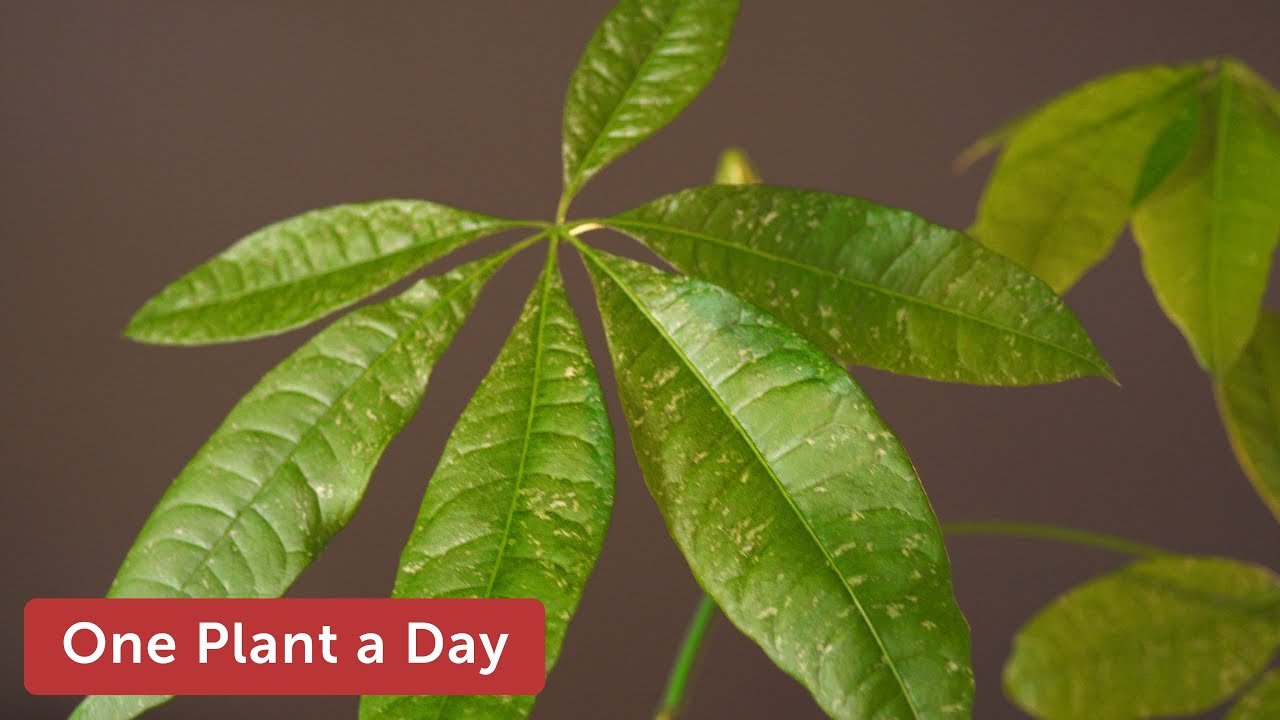 Pachira aquatica 'Variegata' (Money Tree) Houseplant Care — 16 of 365