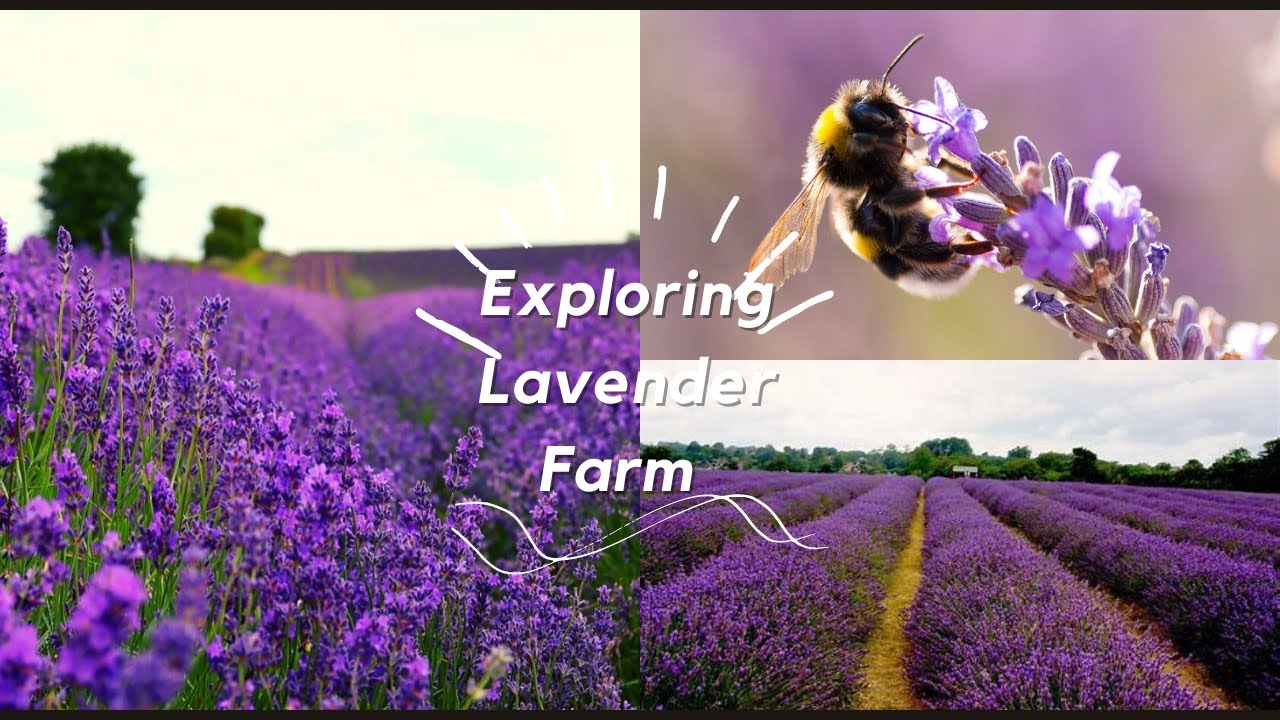 Relaxing tour of Lavender Farm: Hope Hill Lavender Farm/Pennsylvania